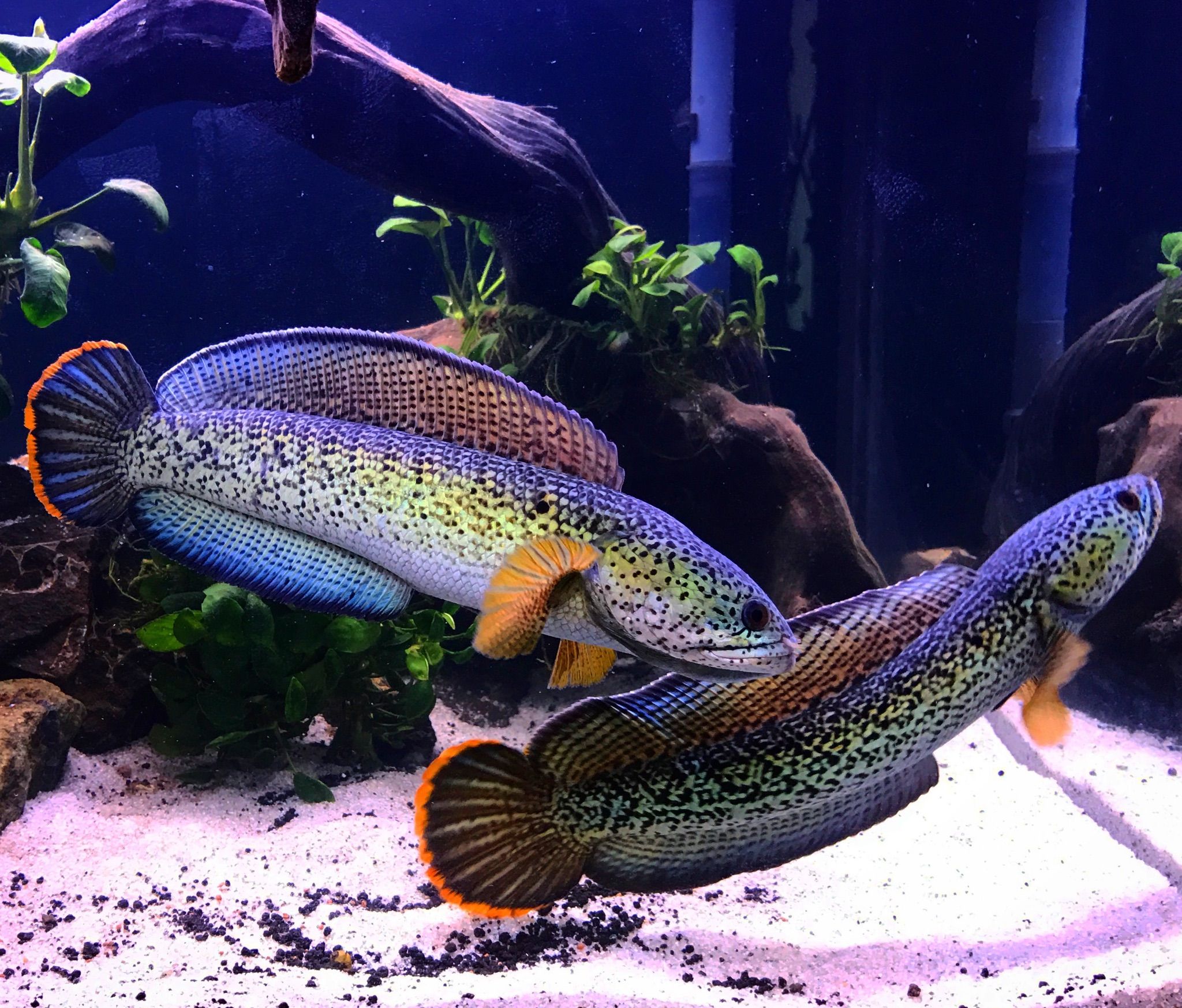 雷龍魚是甚麼? - 香港雷龍魚部落格